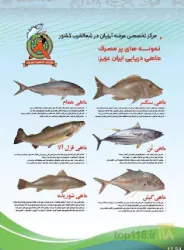 نمونه کار بازار ماهی تبریز در تبریز - 4