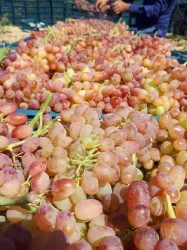 نمونه کار نهالستان حیدران  در شبستر - 4