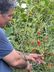 نمونه کار شرکت تک گل آذربایجان - نهالستان تقی زاده  در گوگان - 4