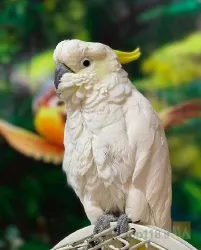 نمونه کار سرزمین حیوانات ( زوفان ) zoo fun در تبریز - 4
