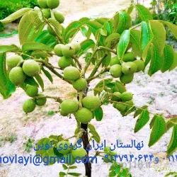 نمونه کار نهالستان ایران گردوی نوین  در سلماس - 4