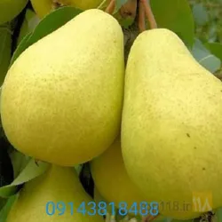 نمونه کار نهالستان رویان سبز در میاندواب - 4