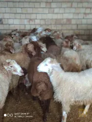نمونه کار سوپر گوشت مسعود در تبریز - 4