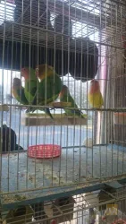 نمونه کار پرندگان زینتی و حیوانات خانگی در تبریز - 4