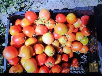 نمونه کار شرکت لادیز تجارت ستاره بلوچستان  در تهران - 4