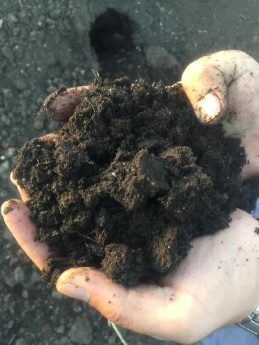 خاک پوششی قارچ، تولید کمپوست گیاهی در بندر انزلی