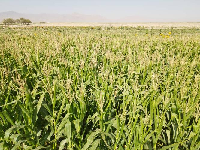  بذر و نهال : صادرات و واردات در قائنات