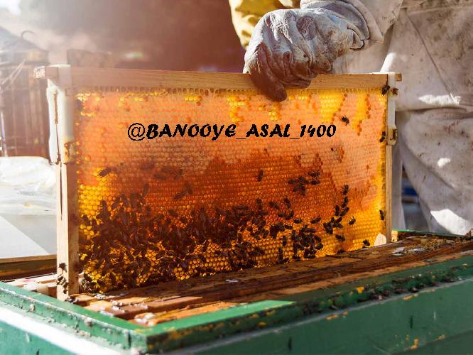 فروش عسل طبیعی در تبریز (بانوی عسل) در تبریز پرورش زنبورعسل - فروش عسل طبیعی و محصولات زنبور عسل در تبریز