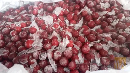 نمونه کار خزر میوه ارم در ساری - 5