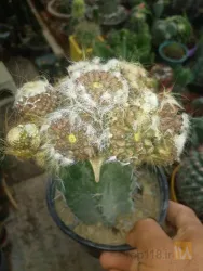 نمونه کار کاکتوس بهرام  در تبریز - 5