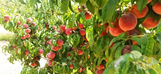 نمونه کار نهالستان حیدران  در شبستر - 5