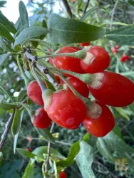 نمونه کار شرکت تک گل آذربایجان - نهالستان تقی زاده  در گوگان - 5