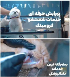 نمونه کار کلینیک حیوانات خانگی دکتر سینا یعقوبی  در تبریز - 5