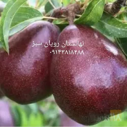 نمونه کار نهالستان رویان سبز در میاندواب - 5
