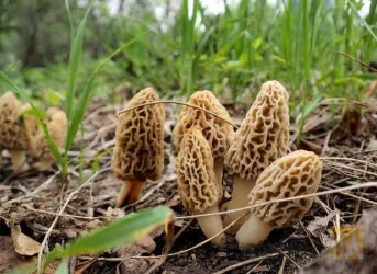 نمونه کار فروش قارچ اورگانیک در جلفا - 5