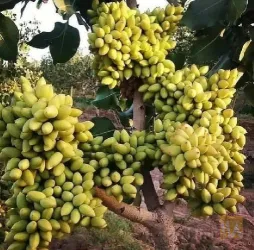 نمونه کار نهالستان برتر پاشاپور در تبریز - 5