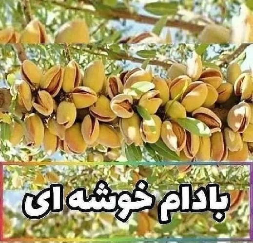 فروش نهال در تبریز