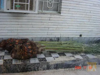 نمونه کار شرکت کشت و کار دورق در شادگان - 6