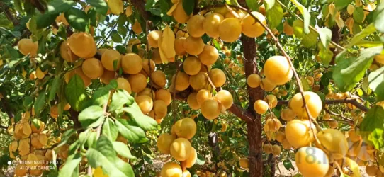 نمونه کار نهالستان حیدران  در شبستر - 6