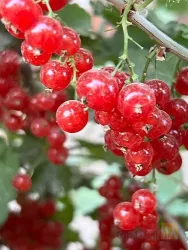 نمونه کار شرکت تک گل آذربایجان - نهالستان تقی زاده  در گوگان - 6