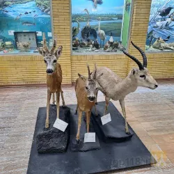 نمونه کار دبستان پسرانه غیردولتی دکترمصدق در تبریز - 3