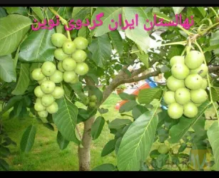 نمونه کار نهالستان ایران گردوی نوین  در سلماس - 6