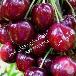 نمونه کار نهالستان رویان سبز در میاندواب - 6