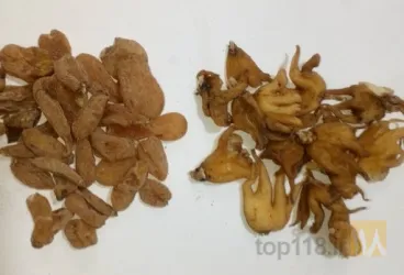 نمونه کار فروش قارچ اورگانیک در جلفا - 6
