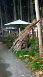 نمونه کار باغ رستوران آیلار در چالوس - 6