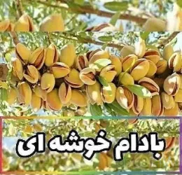 نمونه کار نهالستان برتر پاشاپور در تبریز - 6