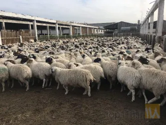 نمونه کار  تکل طلایی - .Golden Takal Co در تهران - 6