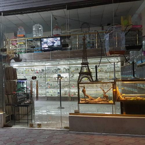 کلبه پرندگان پر طلا در تبریز پرندگان زینتی در تبریز