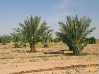 نمونه کار شرکت کشت و کار دورق در شادگان - 7