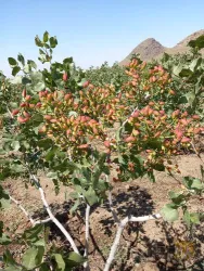 نمونه کار نهالستان حیدران  در شبستر - 7
