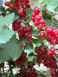 نمونه کار شرکت تک گل آذربایجان - نهالستان تقی زاده  در گوگان - 7