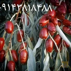 نمونه کار نهالستان رویان سبز در میاندواب - 7