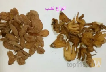 نمونه کار فروش قارچ اورگانیک در جلفا - 7
