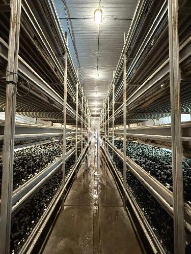 خاک پوششی قارچ، تولید کمپوست گیاهی در بندر انزلی