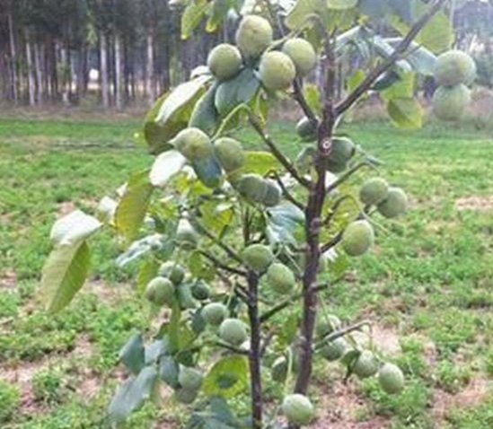 نهالستان رویان سبز در میاندواب نهالستان گردو - بادام - انواع نهال میوه و غیر میوه در میاندواب