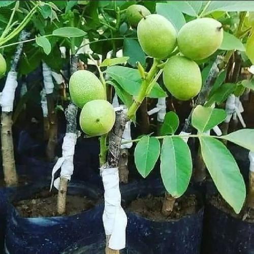 فروش نهال در تبریز