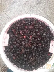نمونه کار خزر میوه ارم در ساری - 8