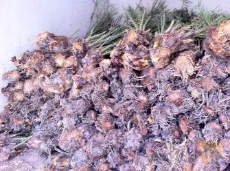 نمونه کار شرکت کشت و کار دورق در شادگان - 8