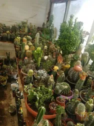 نمونه کار کاکتوس بهرام  در تبریز - 8