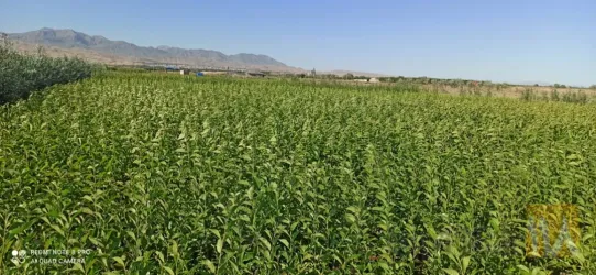 نمونه کار نهالستان حیدران  در شبستر - 8