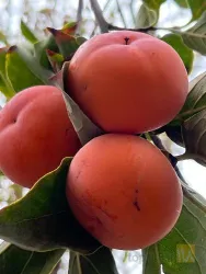 نمونه کار شرکت تک گل آذربایجان - نهالستان تقی زاده  در گوگان - 8