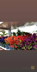 نمونه کار گلفروشی لیلیا  در تبریز - 8