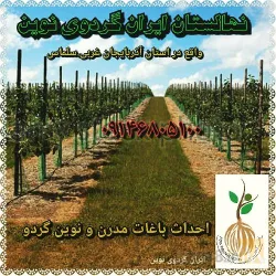 نمونه کار نهالستان ایران گردوی نوین  در سلماس - 8