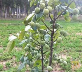 نمونه کار نهالستان رویان سبز در میاندواب - 8